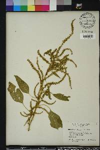 Amaranthus australis image