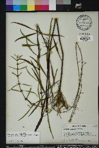 Lycopus rubellus image