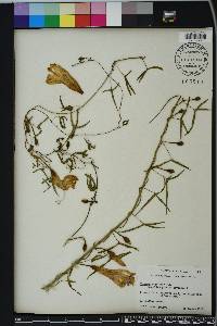 Ipomoea sagittata image