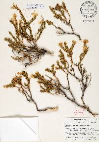 Ericameria juarezensis image