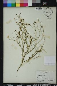 Sabatia brevifolia image