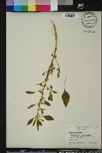 Amaranthus spinosus image