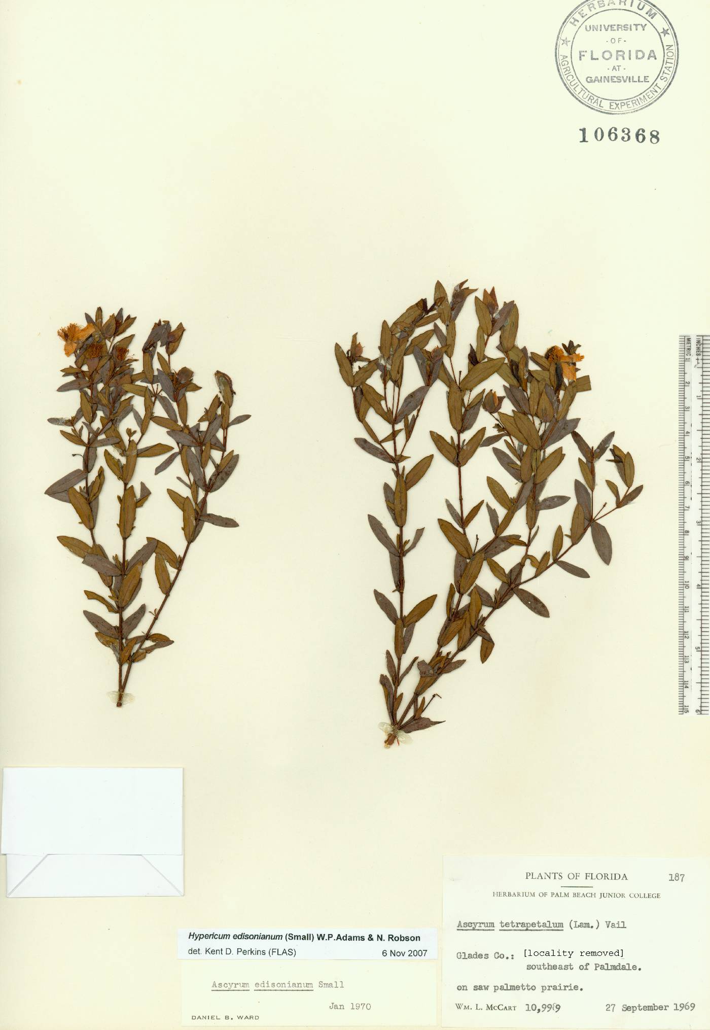 Hypericum edisonianum image