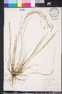 Eragrostis refracta image