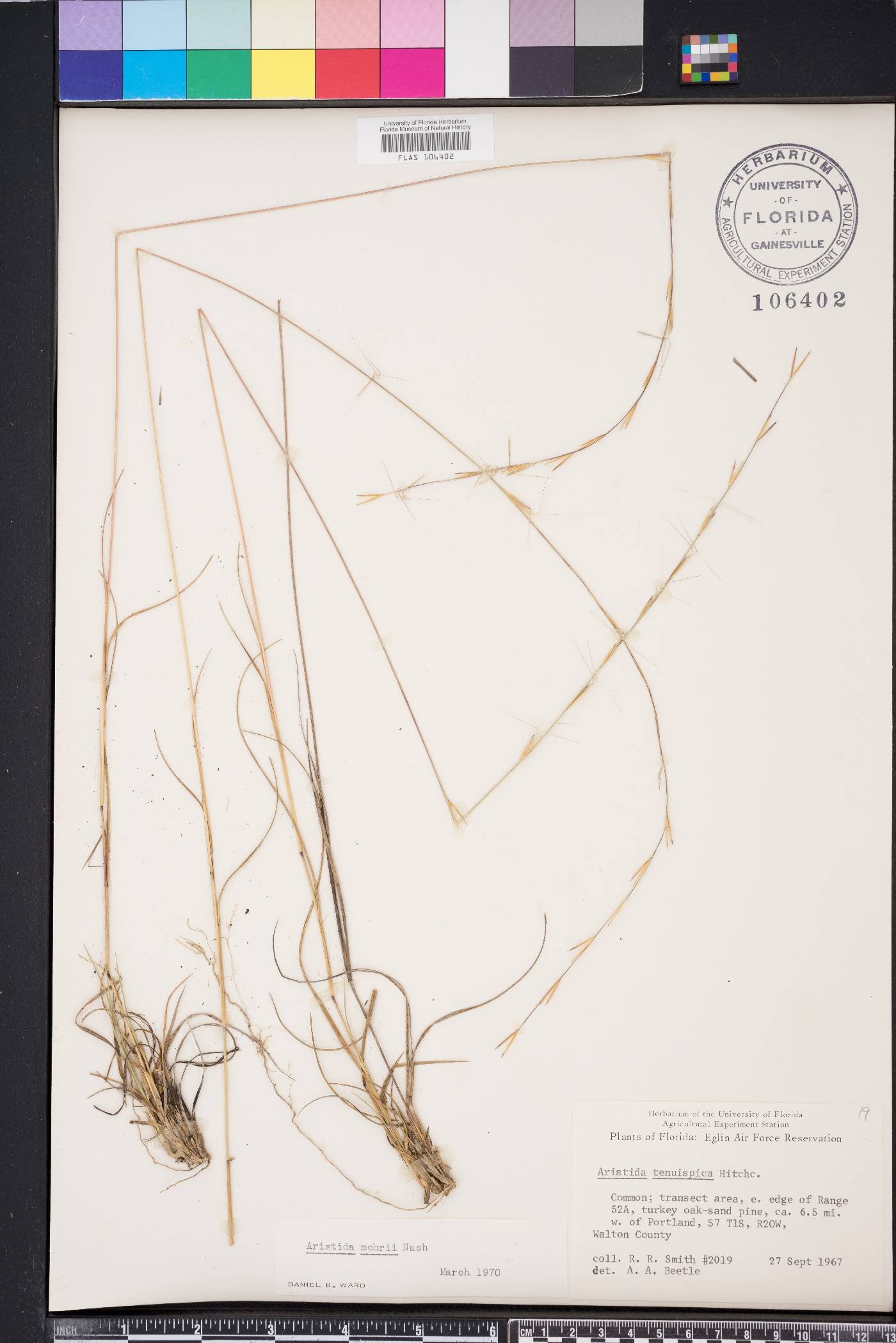 Aristida mohrii image
