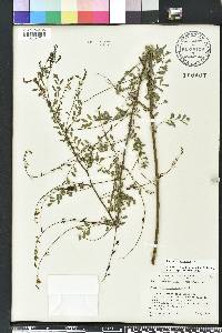 Indigofera caroliniana image