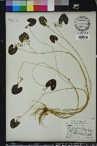 Nymphoides cordata image