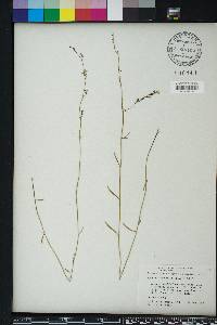 Lobelia nuttallii image