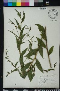 Ludwigia decurrens image