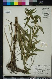 Ludwigia decurrens image