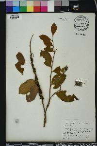 Cuscuta compacta image