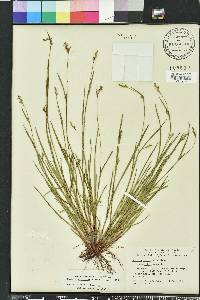 Scleria reticularis image