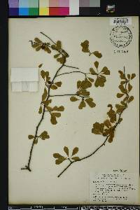 Crataegus michauxii image