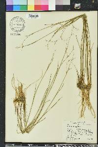 Juncus pelocarpus image