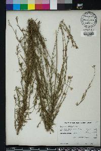 Oenothera simulans image