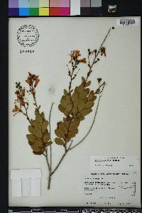 Bejaria racemosa image