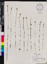 Utricularia juncea image