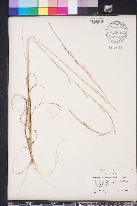 Aristida purpurascens image