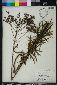Vernonia angustifolia image