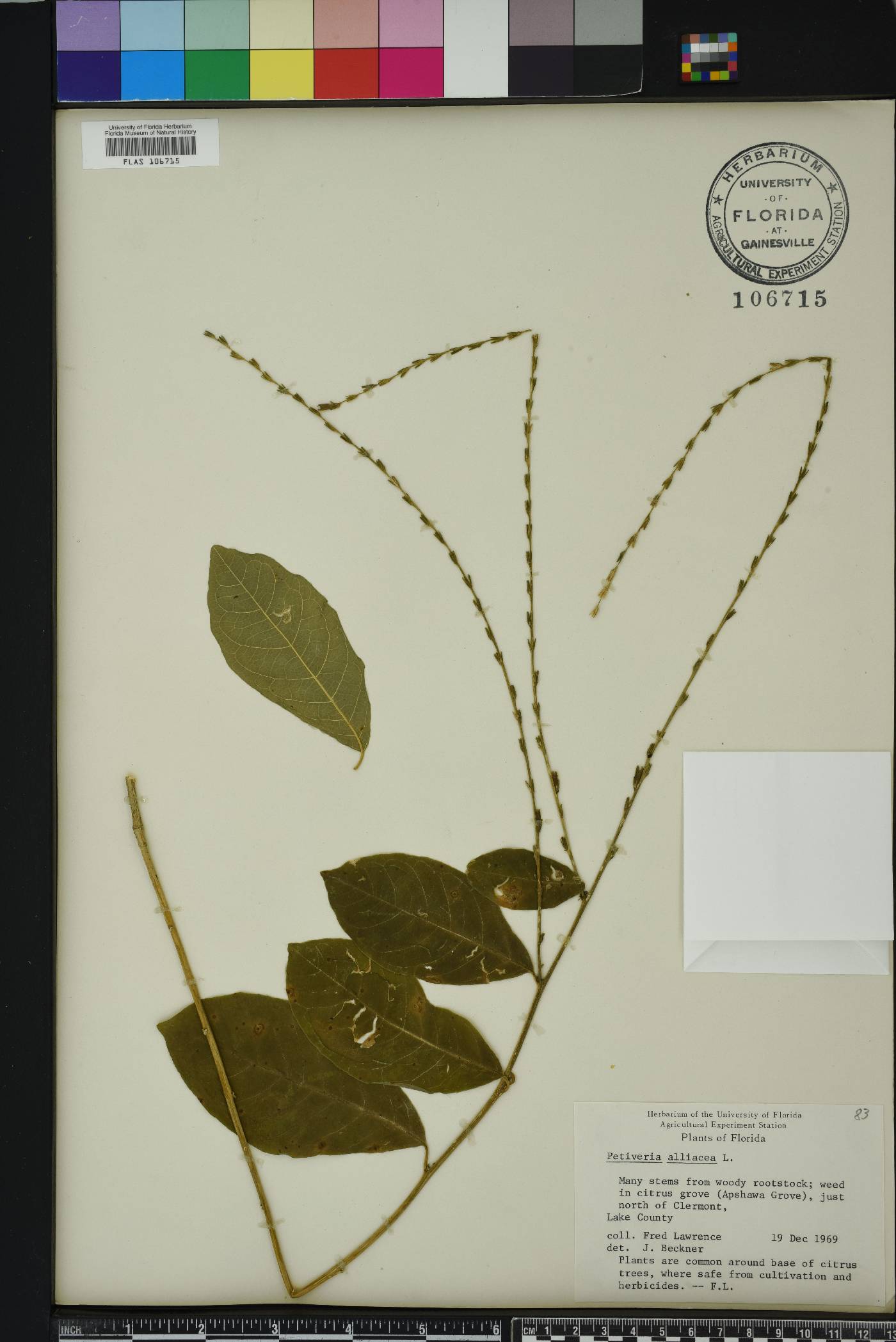 Petiveria alliacea image