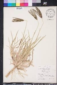 Eustachys petraea image