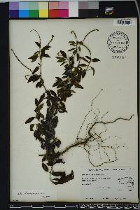 Heliotropium angiospermum image