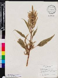 Amaranthus australis image