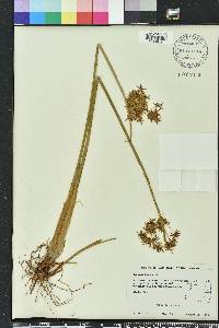 Cyperus haspan image