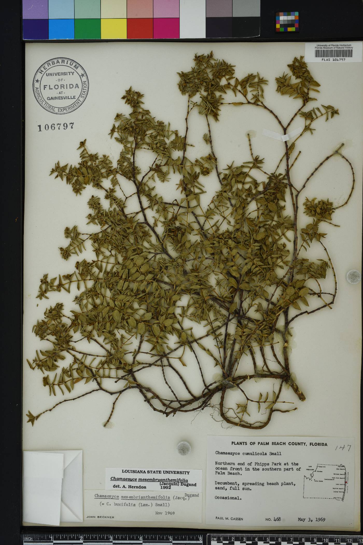 Chamaesyce mesembrianthemifolia image