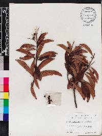 Ardisia escallonioides image