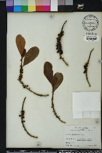 Myrsine cubana image