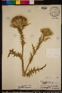 Cirsium horridulum image