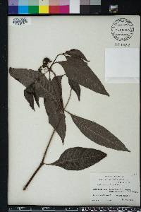 Psychotria sulzneri image