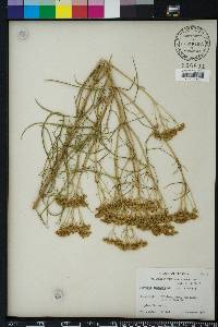 Flaveria linearis image