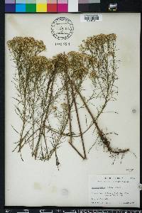 Euthamia caroliniana image