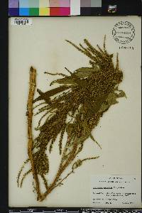 Amaranthus australis image