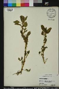 Amaranthus spinosus image