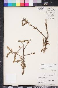 Salix caroliniana image