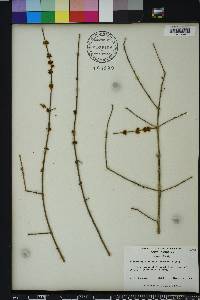 Forestiera acuminata image