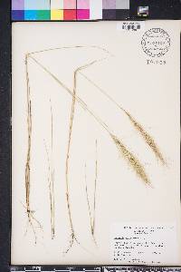 Aristida spiciformis image