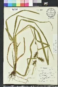 Carex gigantea image