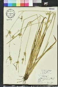 Carex folliculata image