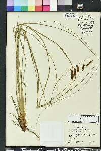 Carex glaucescens image