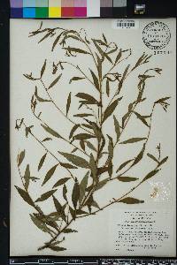 Ludwigia decurrens image