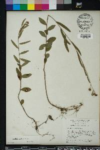 Ludwigia maritima image