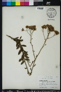 Palafoxia feayi image