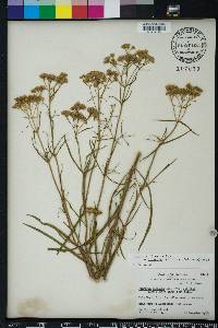 Flaveria linearis image