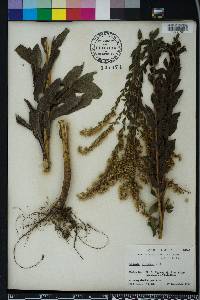 Solidago fistulosa image