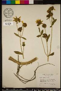 Bidens laevis image