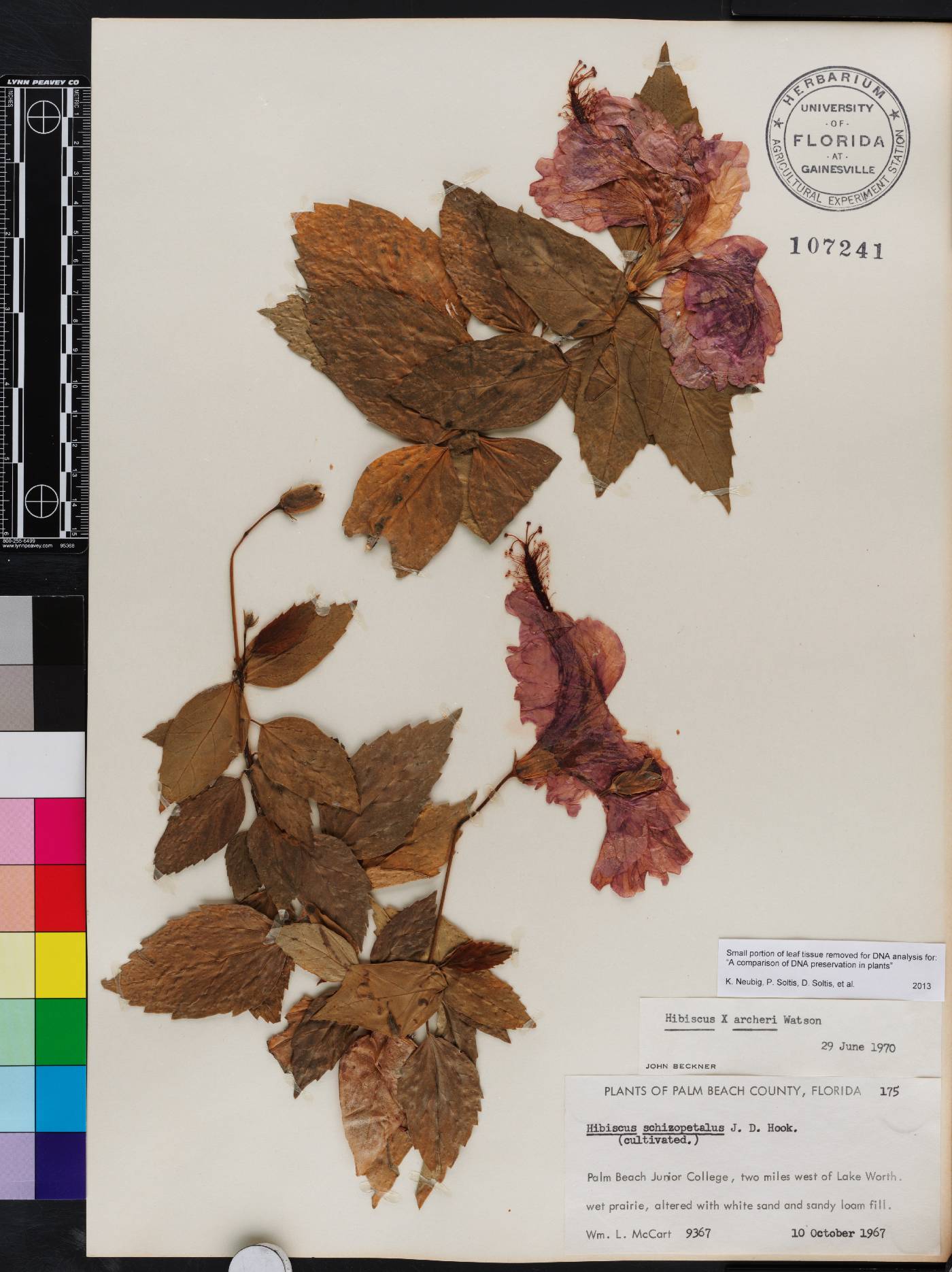 Hibiscus archeri image